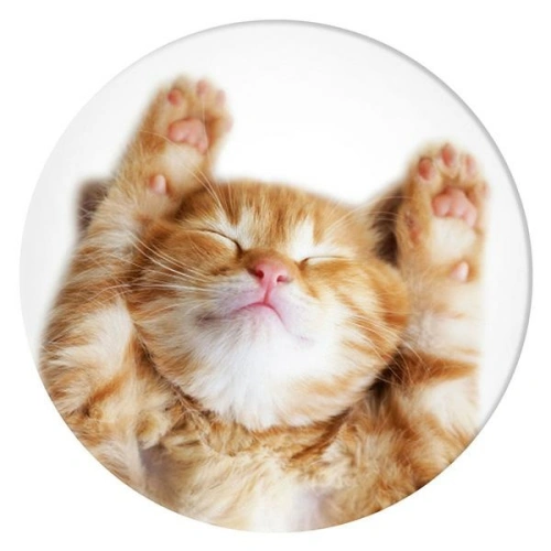 Kup Handyhalterung POPSOCKETS 2 Snoozy Cat - POP510 - {ean13} - Sklep Home Screen