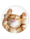 Kup Handyhalterung POPSOCKETS 2 Snoozy Cat - POP510 - {ean13} - Sklep Home Screen