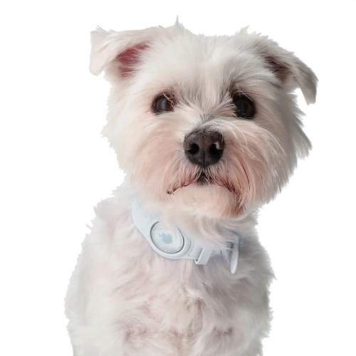 Buy Bizon Case Locator Pets Apple AirTag white - BIZ6 - {ean13} - Home Screen Store Europe