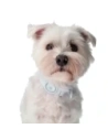 Buy Bizon Case Locator Pets Apple AirTag white - BIZ6 - {ean13} - Home Screen Store Europe