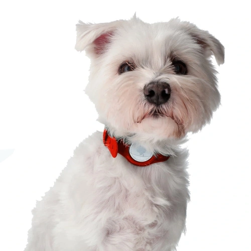Buy Bizon Case Locator Pets Apple AirTag red - BIZ9 - {ean13} - Home Screen Store Europe