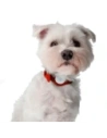 Buy Bizon Case Locator Pets Apple AirTag red - BIZ9 - {ean13} - Home Screen Store Europe