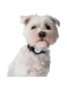 Buy Bizon Case Locator Pets Apple AirTag black - BIZ22 - {ean13} - Home Screen Store Europe